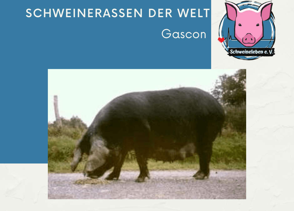 Schweinerassen der Welt - Gascon