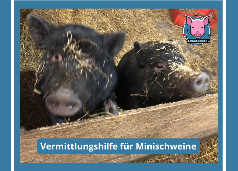 Vermittlungshilfe für Minischweine