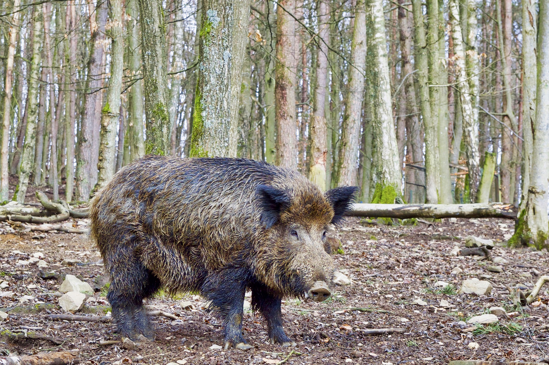 Wildschweine - die Vorfahren unserer Hausschweine