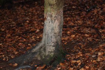 Mahlbaum der Wildschweine