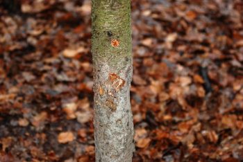 Markierbaum eines Wildschweins