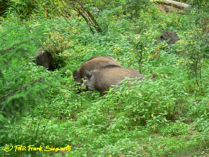 Flüchtenes Wildschwein