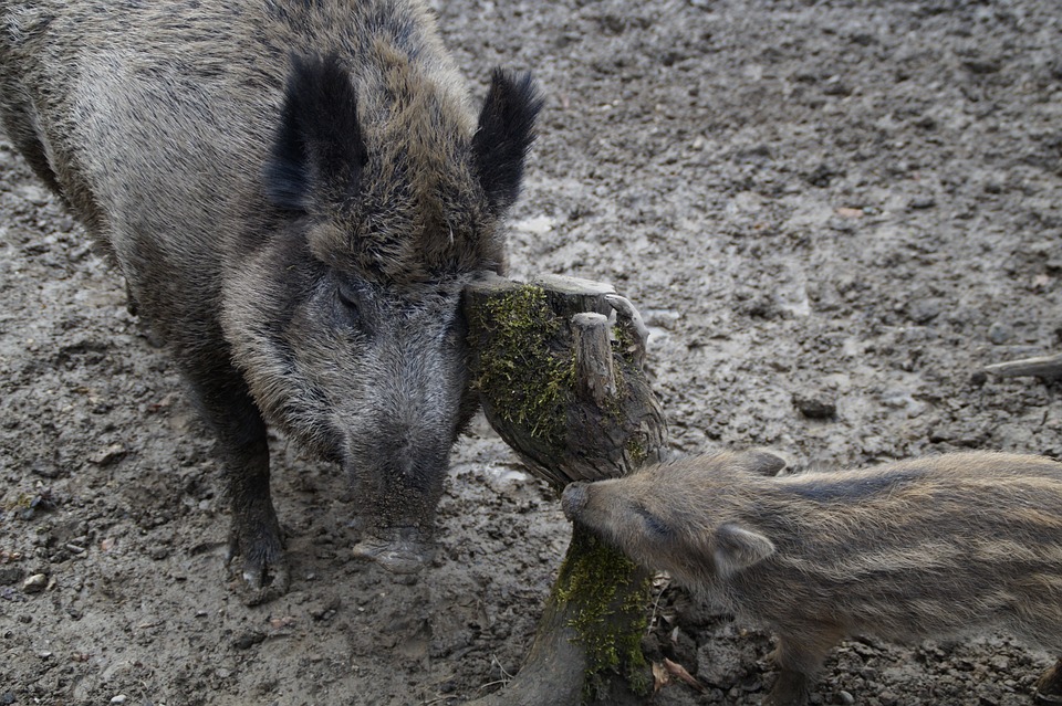 Wildschweine markieren