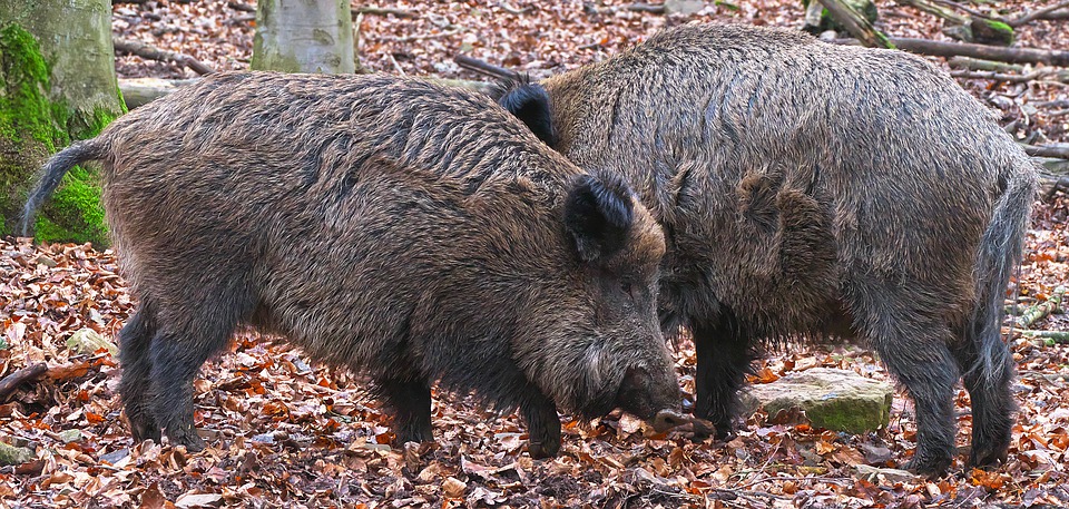 Wildschweine Schulter an Schulter