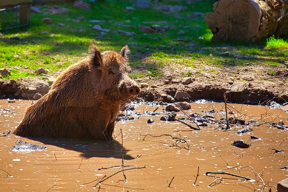 Wildschwein im Wasser