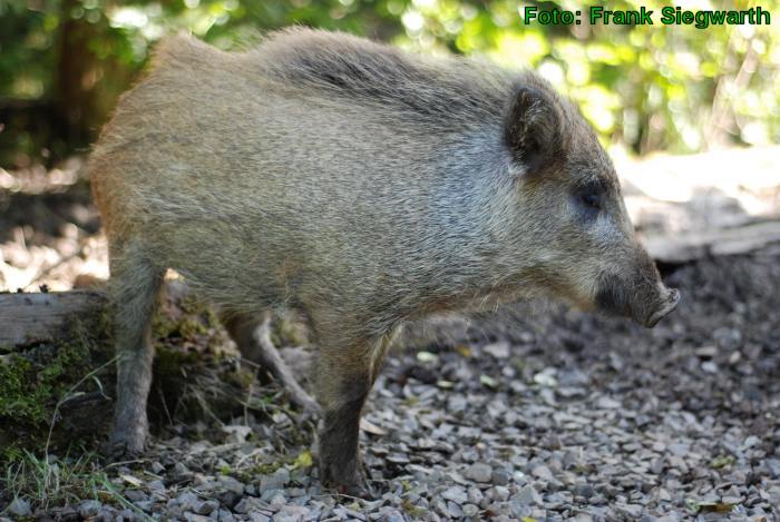 Junges Wildschwein