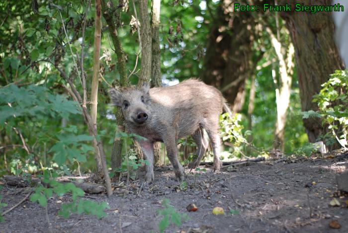 Junges Wildschwein schubbert sich