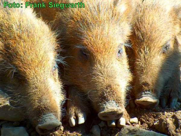 3 junge Wildschweine