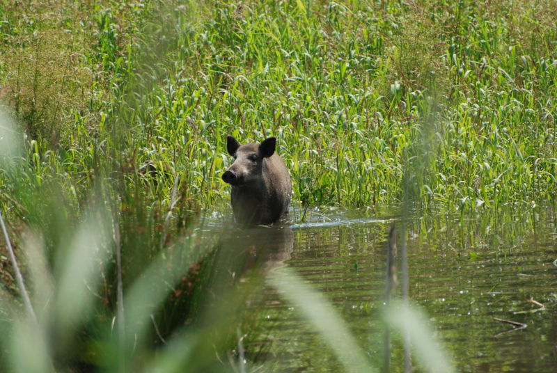 Bache am See