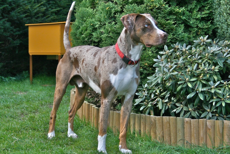 Louisiana_Catahoula_Leopard-Dog