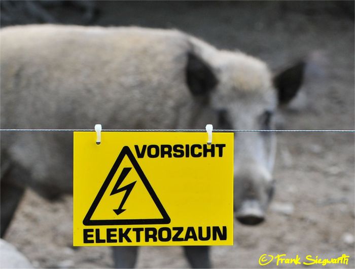 Wildschwein hinterm Elektrozaun