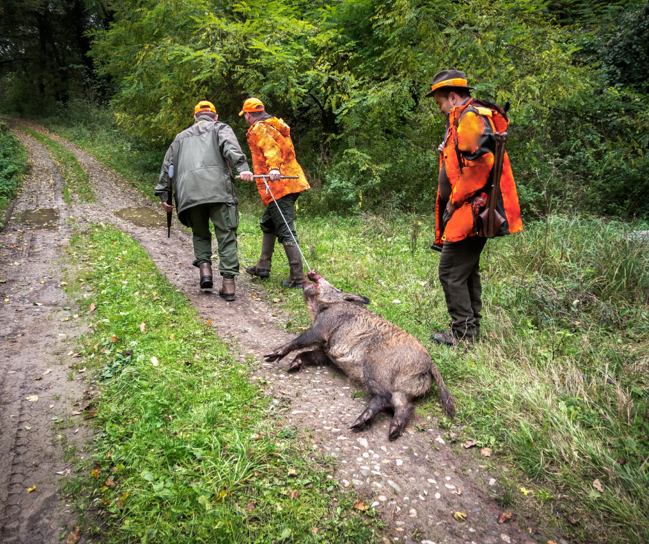 JaegerziehentotesWildschwein