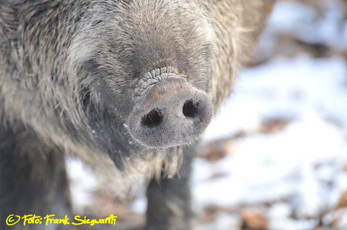 Wildschwein Rüssel