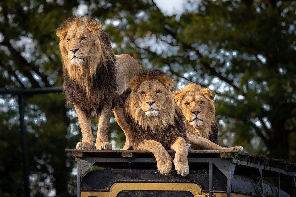 Safaripark - Löwen