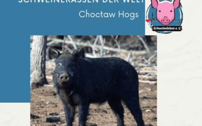 Schweinerassen der Welt – Choctaw Hog