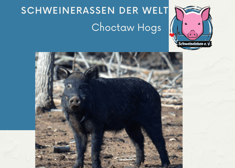 Schweinerassen der Welt - Choctaw Hog
