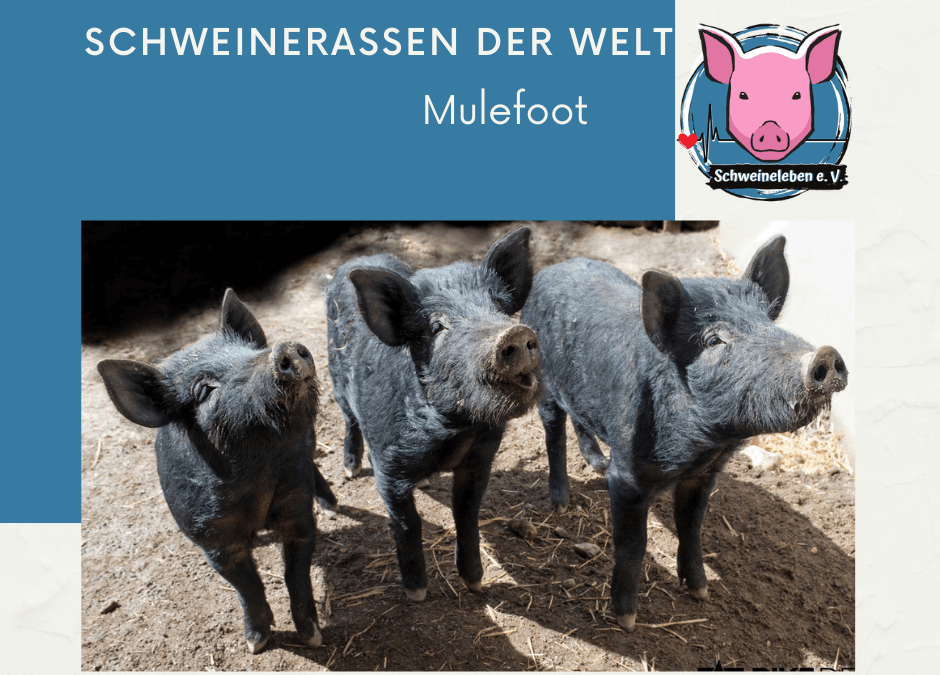 Schweinerassen der Welt - Mulefoot