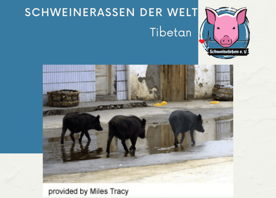 Schweinerassen der Welt - Tibetan