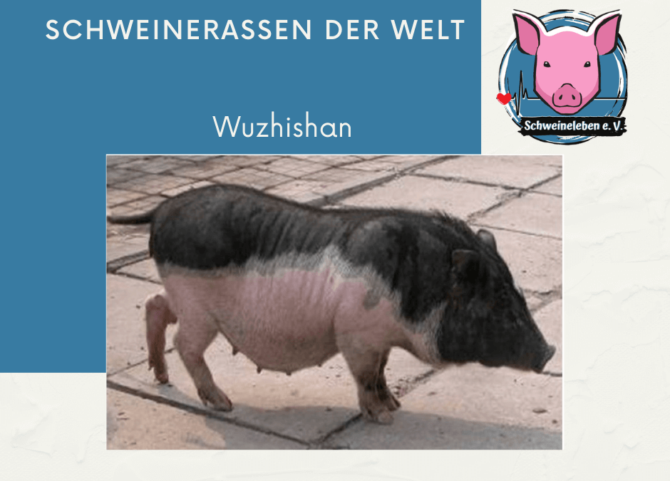 Schweinerassen der Welt – Wuzhishan