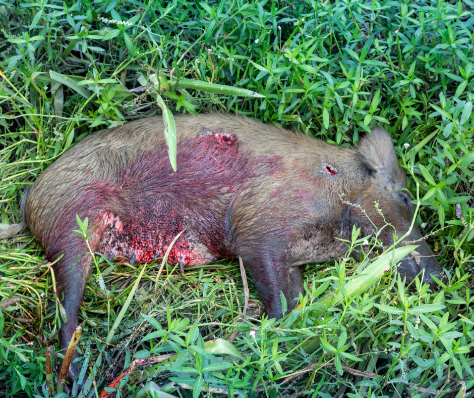 Totes Wildschwein Jungtier