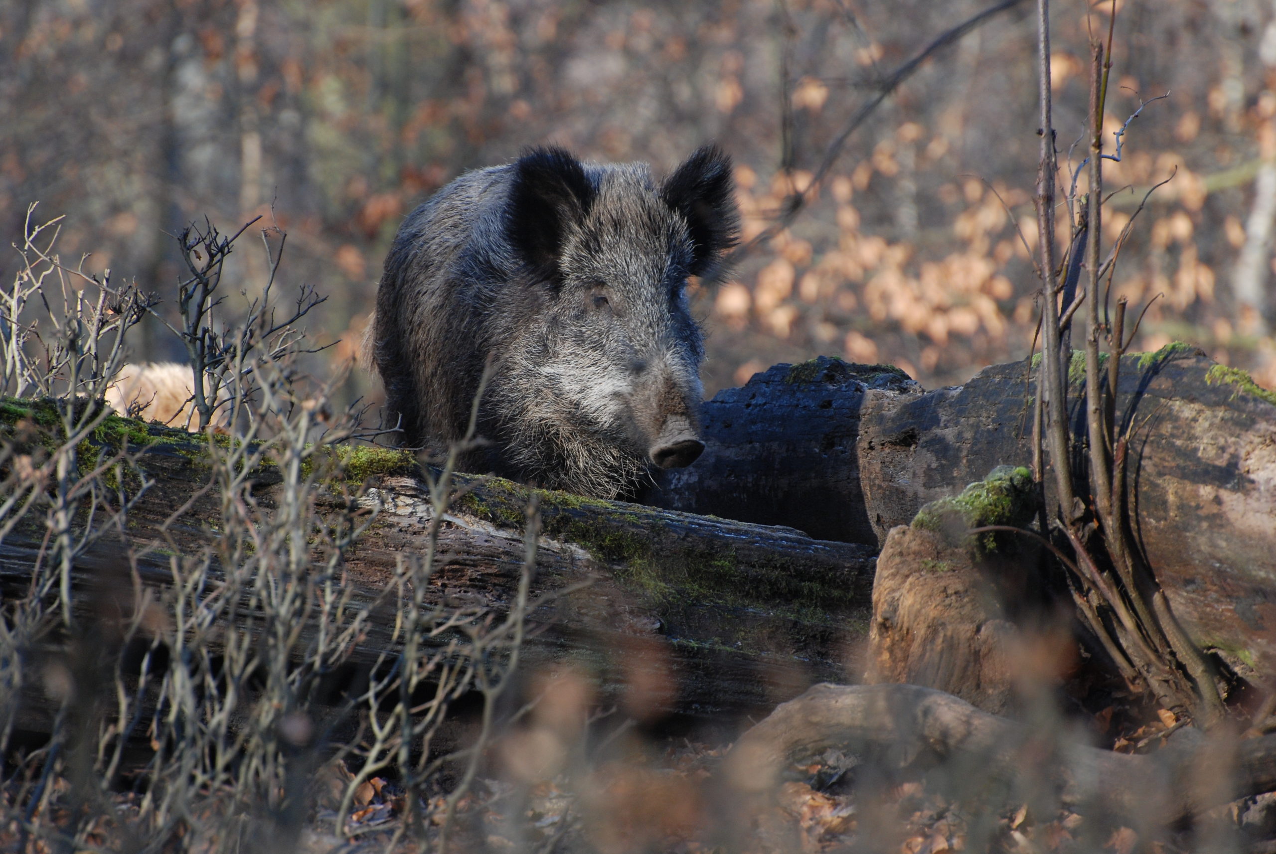 Wildschwein