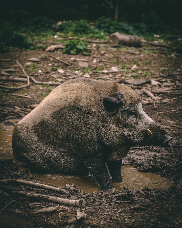 Wildschwein sitzend