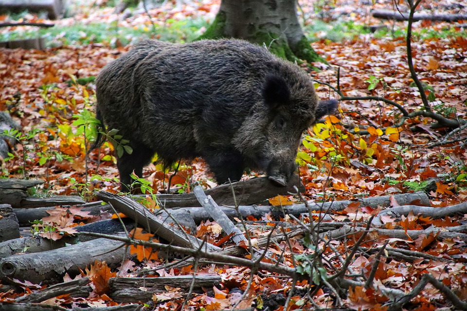 Wildschwein am Holz