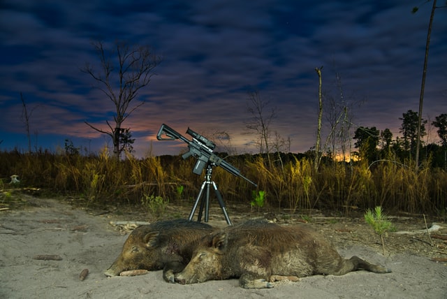 2 erschossene Wildschweine