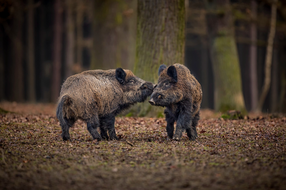 Zwei Wildschweine