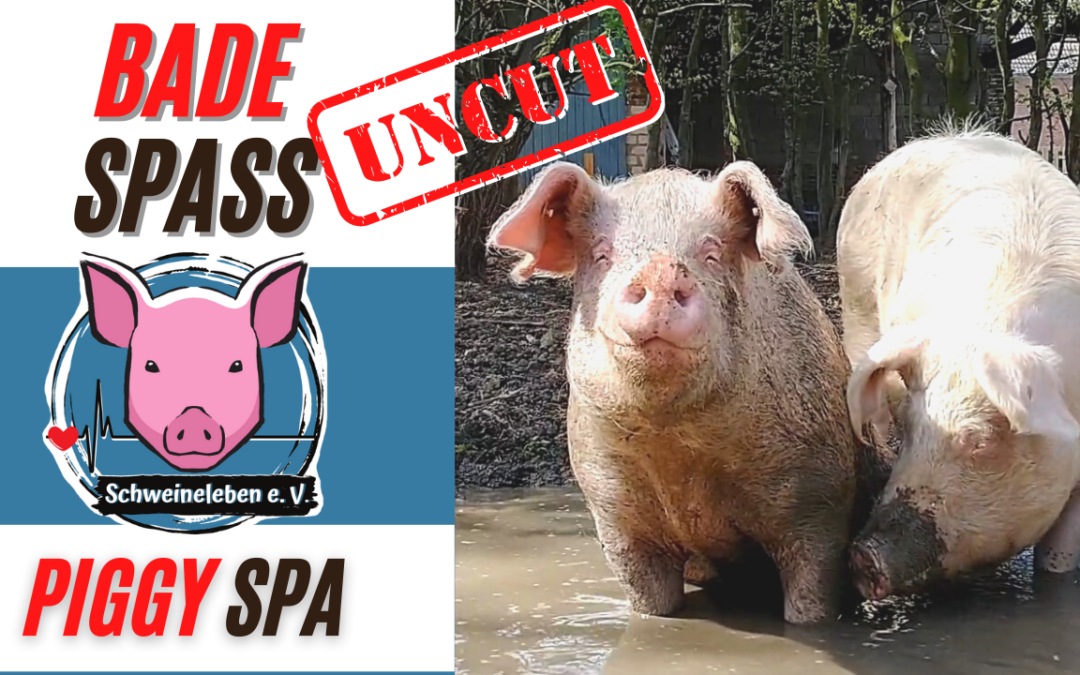 Badespass mit Schweinen – Piggy spa day