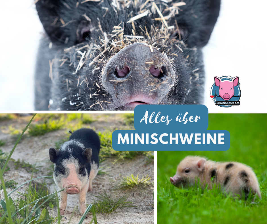 Alles über Minischweine