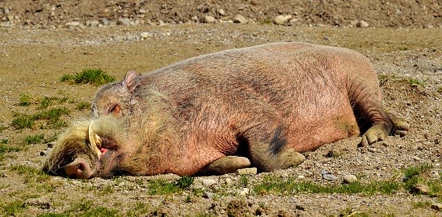 Bartschwein