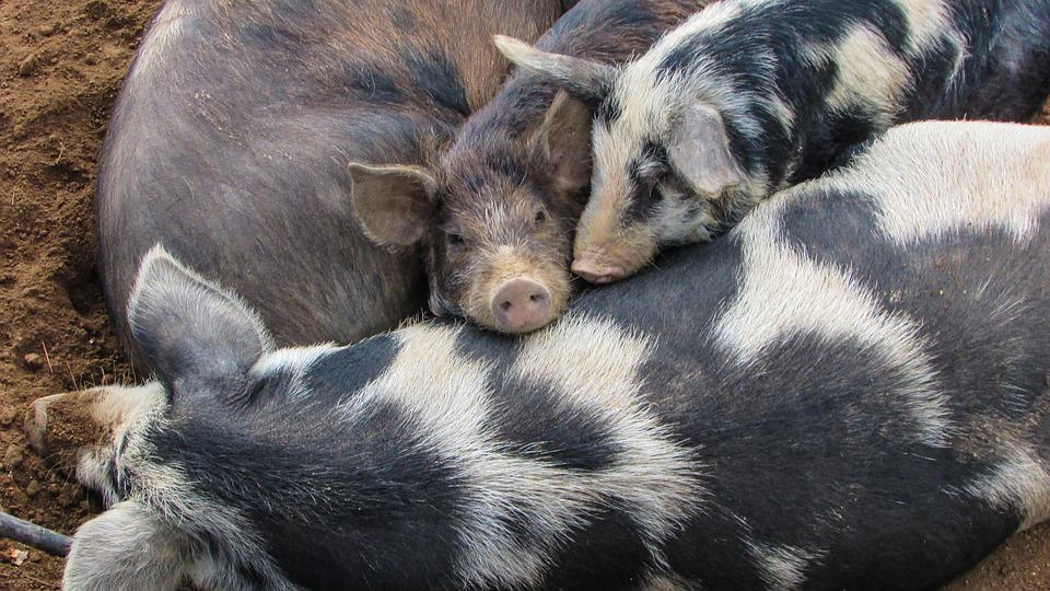 Gefleckte Schweine liegend