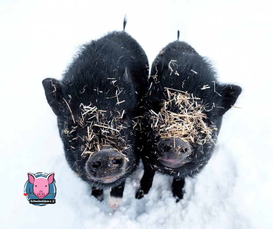 Minischweine im Schnee