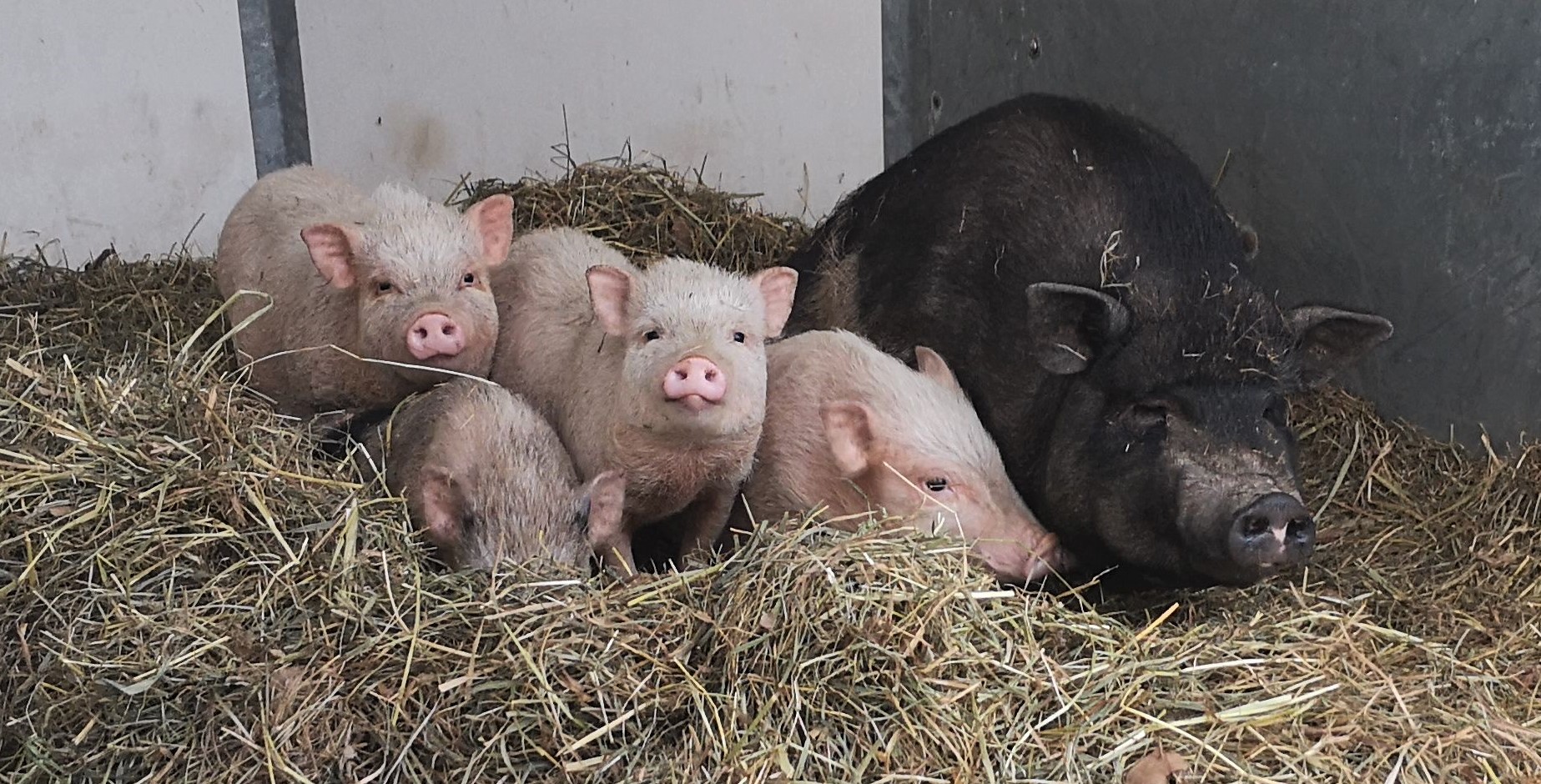 Minischweinsau mit Ferkel