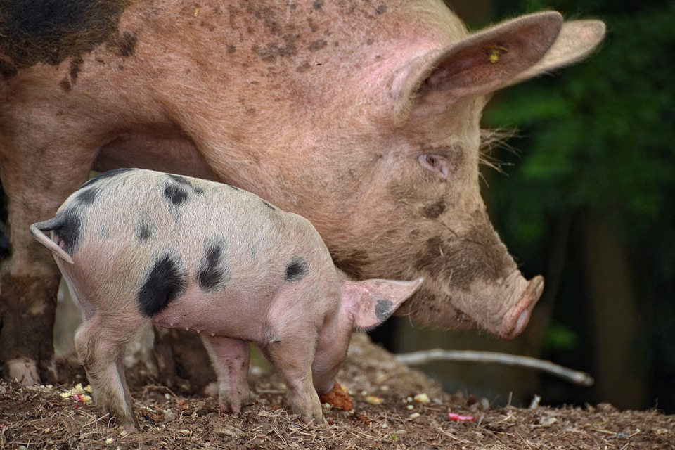 Sau und Ferkel