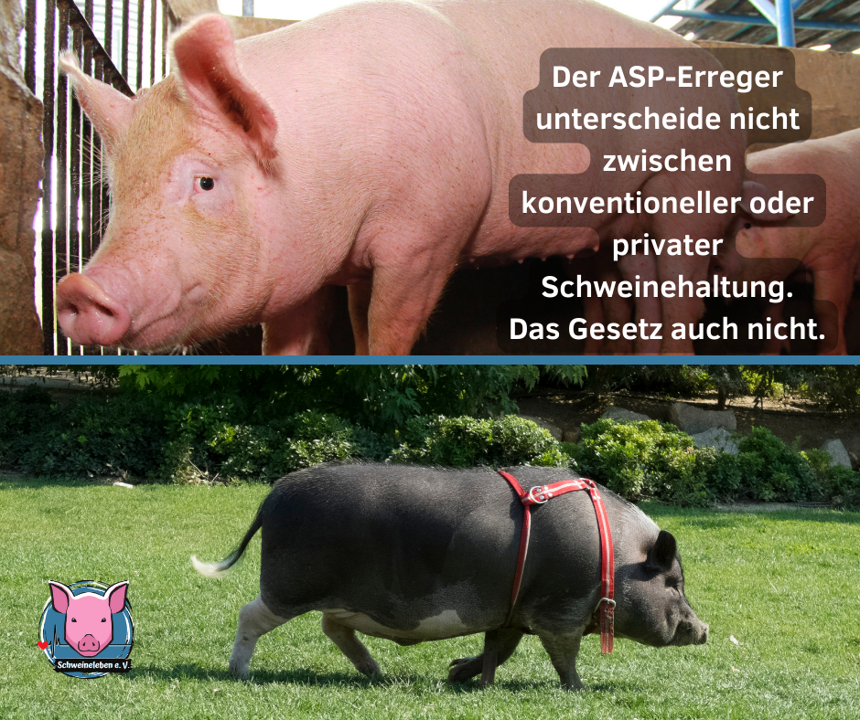 ASP - konventionelle oder private Schweinehaltung