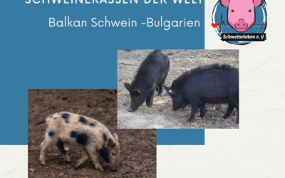 Schweinerassen der Welt – Das (Ost-)Balkan Schwein
