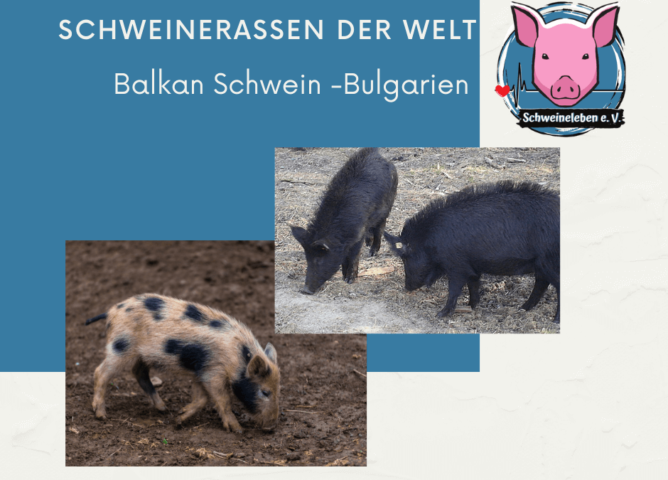 Schweinerassen der Welt - Balkan Schwein