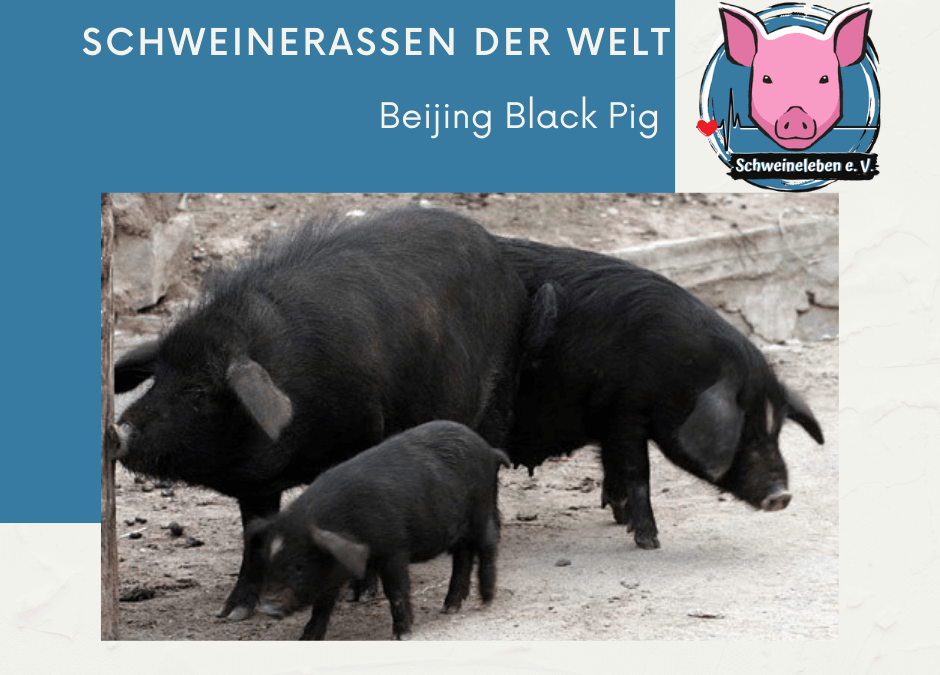 Schweinerassen der Welt - Beijing Black