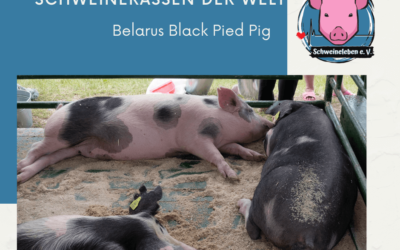 Schweinerassen der Welt – Belarus Black Pied Pig