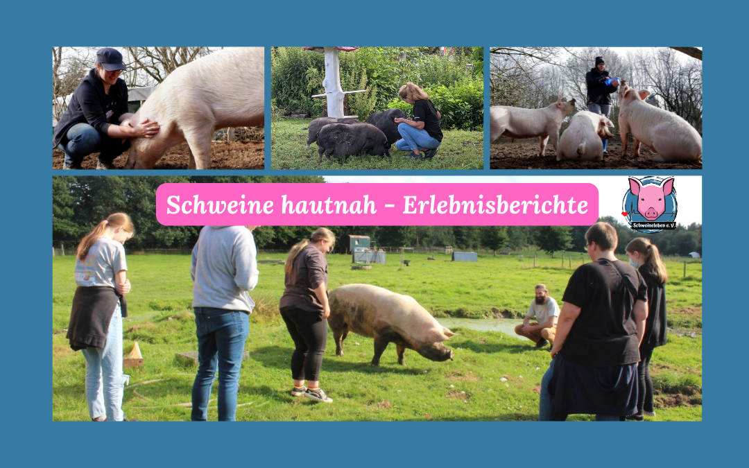 Titelbild Schweine hautnah