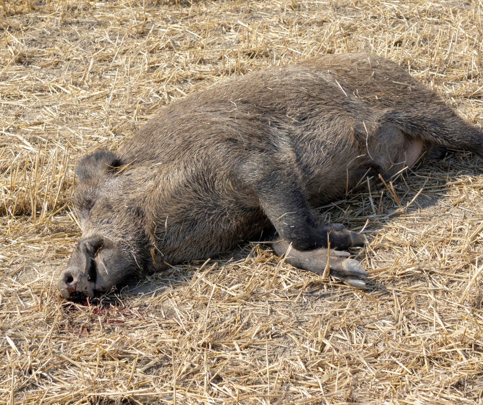 Totes Wildschwein auf dem Feld