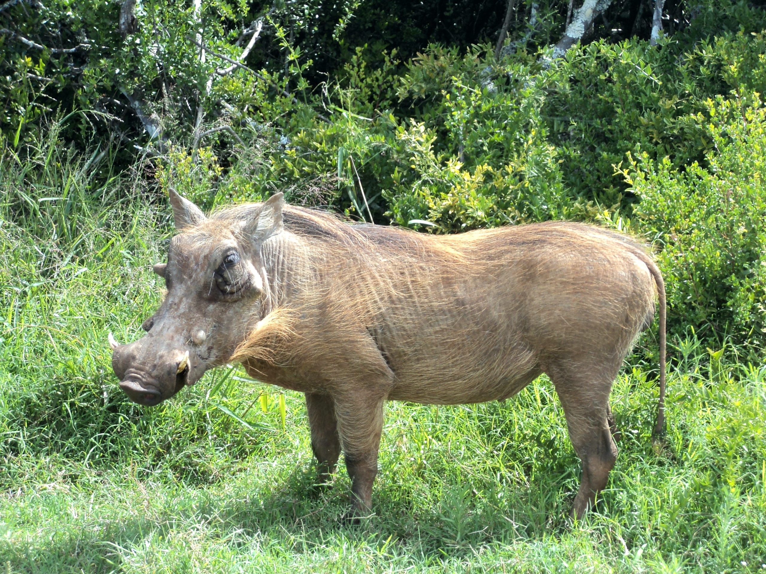 Warzenschwein