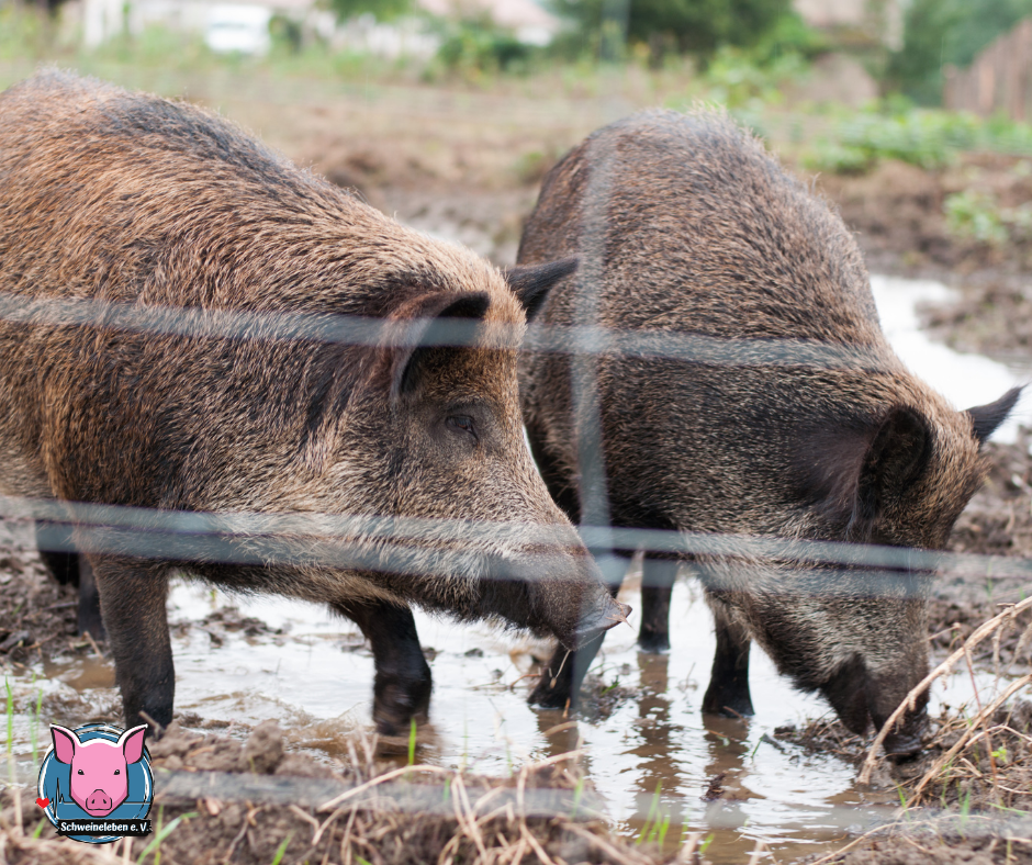 Wildschweine hinter Zaun