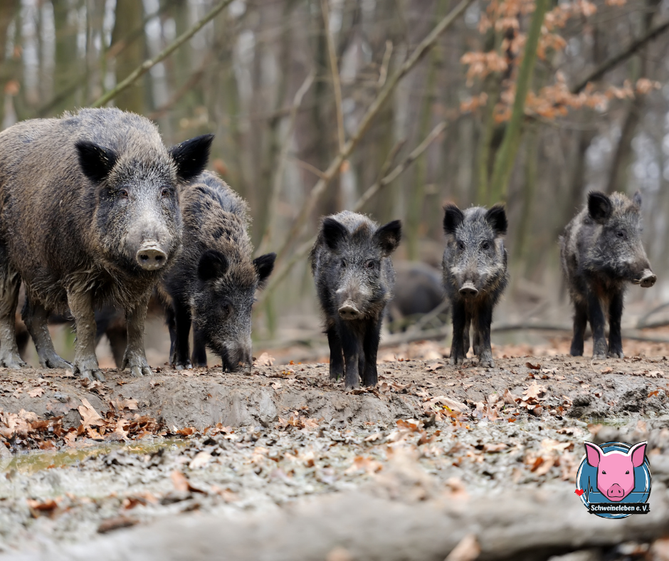 Wildschweingruppe