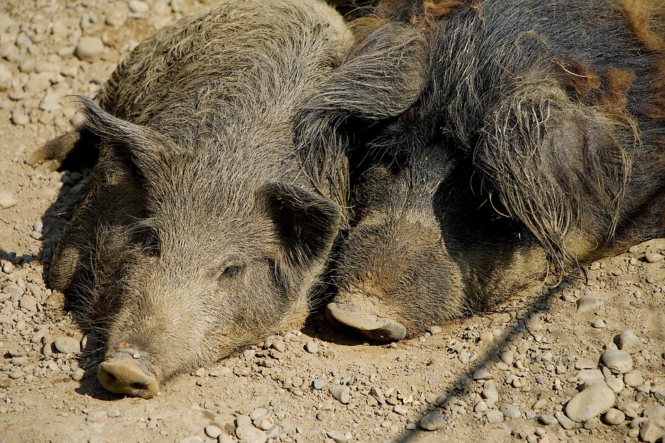 zwei Wildschweine liegend