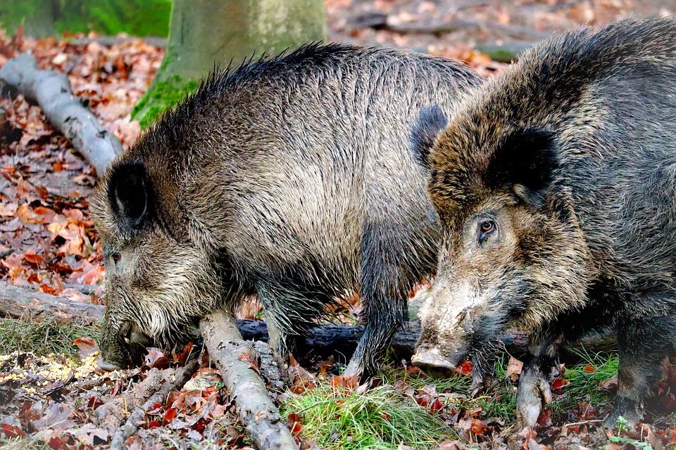 Zwei Wildschweine im Wald