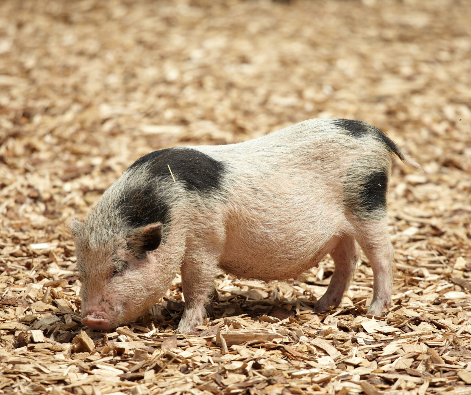 Minischwein ab 6. Lebensmonat