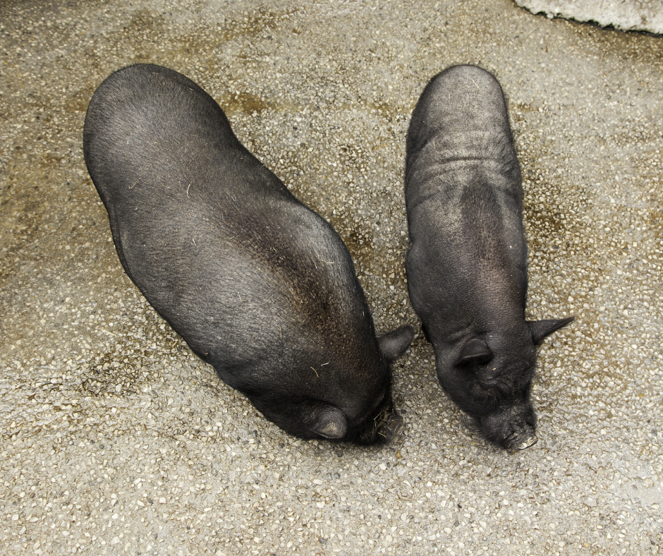 Minischwein dick und dünn